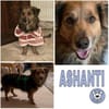 ASHANTI -lieber kleiner Hundemann-