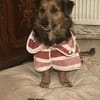 ASHANTI -lieber kleiner Hundemann-