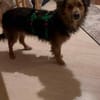 ASHANTI -lieber kleiner Hundemann-