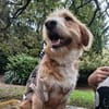 Pocket-Traumhund sucht Neuanfang