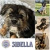SIBELLA * verspieltes Welpenmädchen