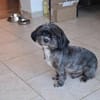 Mushu, sensibler Hundemann sucht Familie