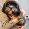 Mushu, sensibler Hundemann sucht Familie