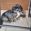 Mushu, sensibler Hundemann sucht Familie