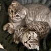 5 BKHScottish Fold Mix Kitten
