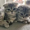5 BKHScottish Fold Mix Kitten