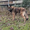 Max, schöner Schäferhund sucht Zuhause