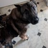 Max, schöner Schäferhund sucht Zuhause