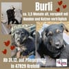 💙 Unser 💙Burli💙 sucht seine Menschen