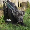 BALU