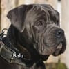 BALU