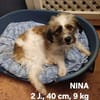 liebevolles Zuhause gesucht für NINA