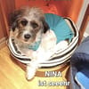liebevolles Zuhause gesucht für NINA