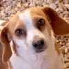 Bethany 3 -liebt Menschen u. Hunde-