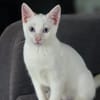 ASTRA, chaton femelle européen