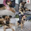 Milli Schäferhund Mischling Hündin