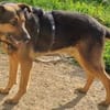 Traumhund Pluto sucht seine Familie