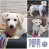 PEPPI -rundum tolles Hundekind-