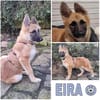 EIRA -rundum tolles Hundekind-