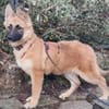 EIRA -rundum tolles Hundekind-