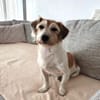 VICO - sucht Terrier erfahrenes Zuhause