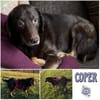 COPER -lieber, gutmütiger Rüde-