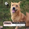 Kleiner SIMON sucht großes Herz