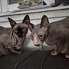Sphynx-Kater verschmust suchen Happyend