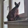 Sphynx-Kater verschmust suchen Happyend