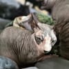 Sphynx-Kater verschmust suchen Happyend