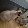 Sphynx-Kater verschmust suchen Happyend