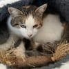Freigänger Katze Lisa 3,5 Jahre