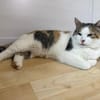Freigänger Katze Lisa 3,5 Jahre