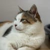 Freigänger Katze Lisa 3,5 Jahre