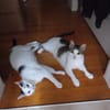 HILDA & BENNI  VERSPIELTES KATZENDUO