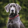 Aramis, stattlicher Weimaranerrüde