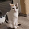 Liebe Fleki (FIV) sucht ein Zuhause