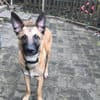Bongo Malinois Mischling Rüde jung aktiv
