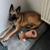 Bongo Malinois Mischling Rüde jung aktiv