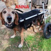 Lebensfrohe Handicap-Hündin Anna sucht