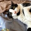 Ruhige Katze Trufa sucht ihr Zuhause