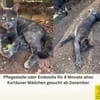 Werde Pflegestelle für Katzen in NOT