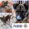 FLOCKI * liebt seine Hundefreunde