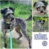 KRÜMEL -Terriermix auf 3 Pfoten-