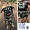 NICO -sportlicher Junghund-