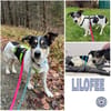 LILOFEE -Bezaubernde, zarte Seele-