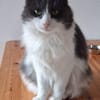 Burger verschmuster Maine-Coon-Mix