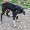 Jagdhund Mix, Hündin, 2 Jahre