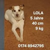 Lola sucht ihr Kuschelkörbchen