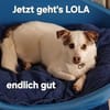 Lola sucht ihr Kuschelkörbchen